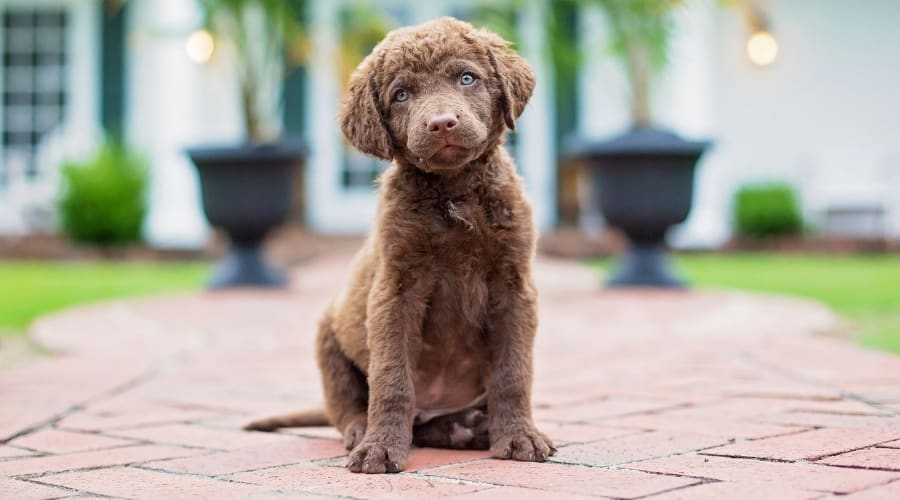 Small Brown Puppy Sitting Patiently