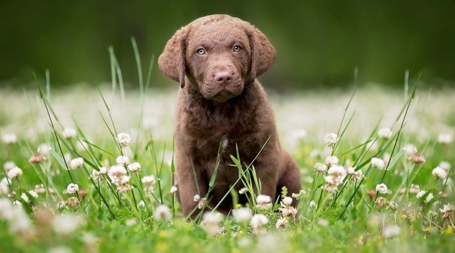 Small Brown Puppy Sitting in Flower Field