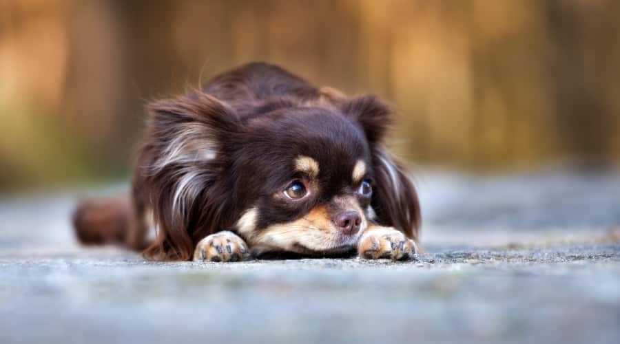 Small Brown and Tan Dog Laying Down