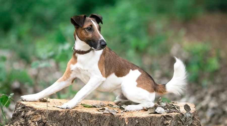 Small Brown and White Dog on Tree Stump