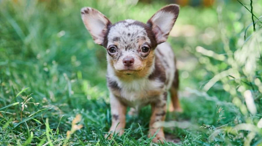 Small Brown and White Spotted Dog in Grass