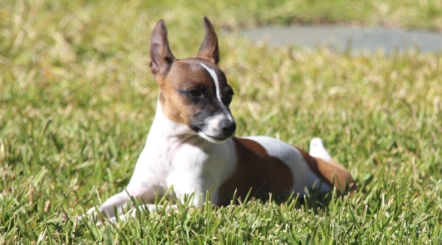 Small Brown and White Spotted dog with Pointy Ears