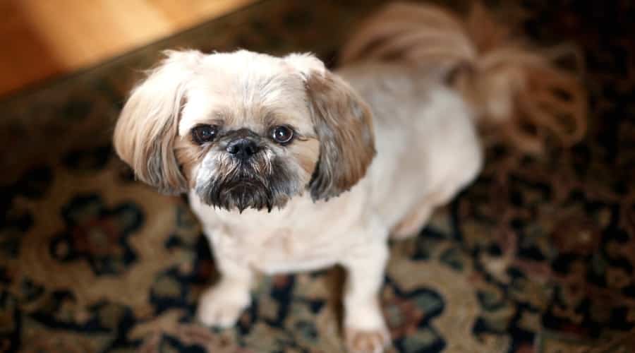 Small Cream Colored Mixed Dog