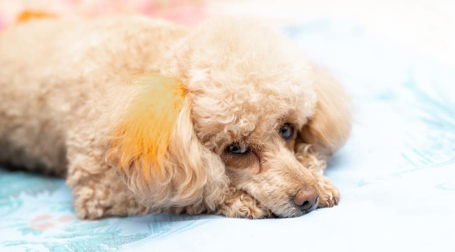 Small rescue Poodle looking sad laying down.