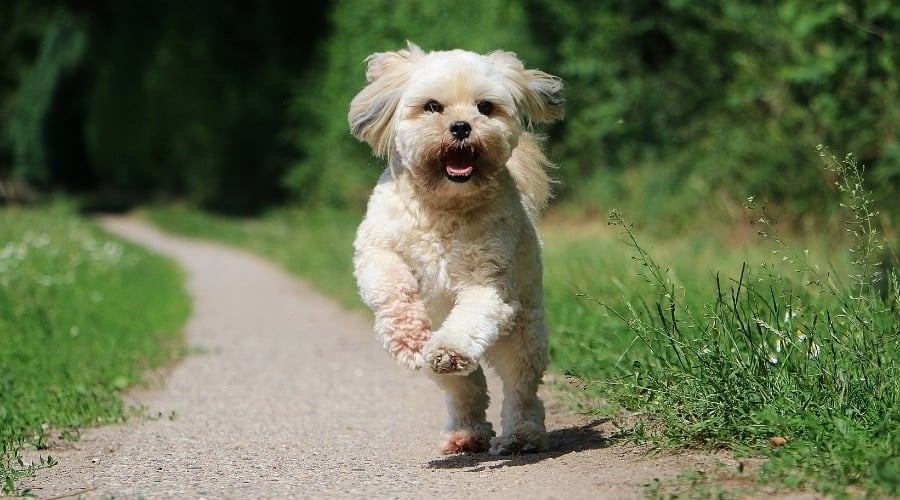 Small Cream Dog Running Outdoors