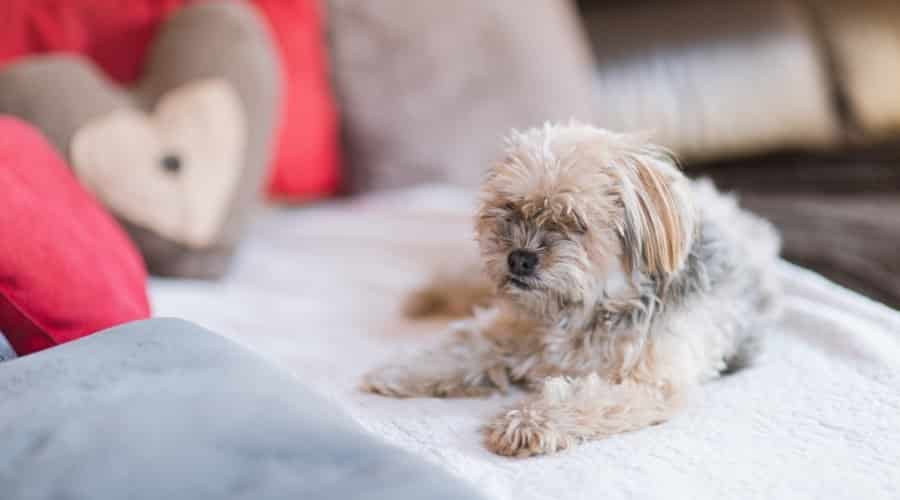 Small Cream Dog on a Sofa