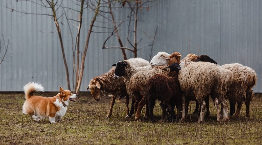 Small Dog Barking at Flock
