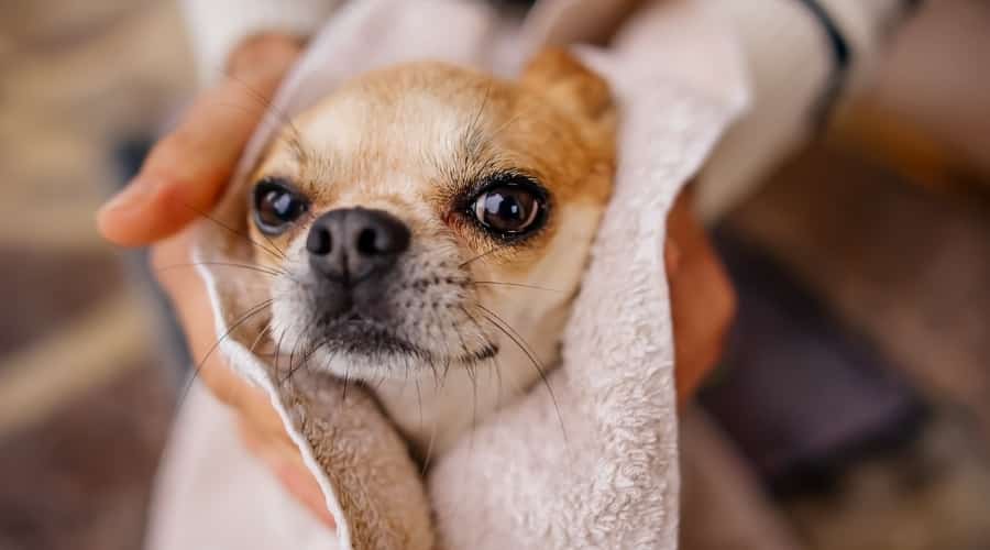 Small Dog Bathing