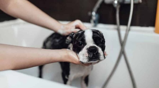 Curated visual reference: Soothing Dog Skin Shampoo For Irritation Reference: 6 Best Shampoos For Dogs With Sensitive Skin Allergies