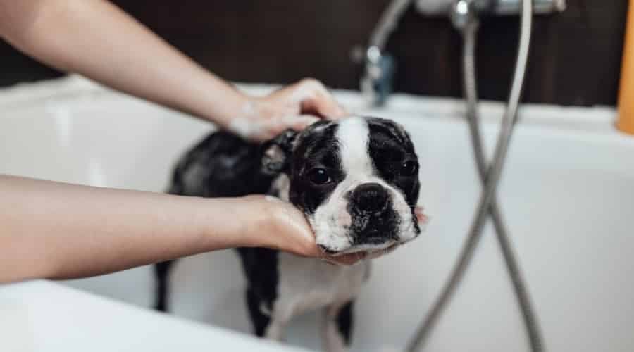 Small Dog Being Bathed in Tub