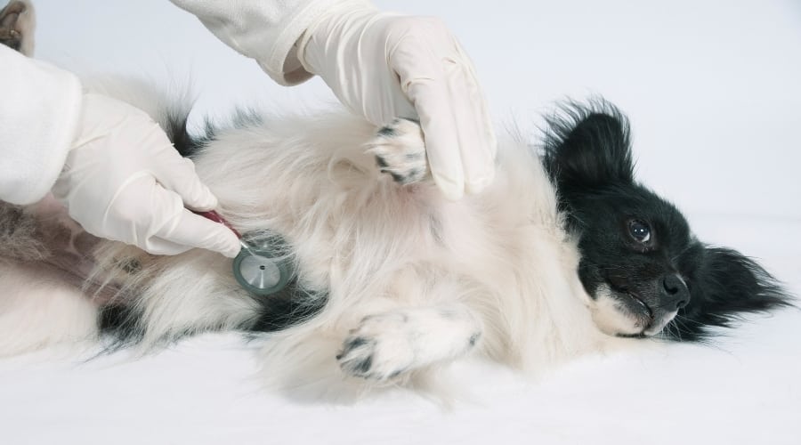 Small Dog Being Checked by a Vet