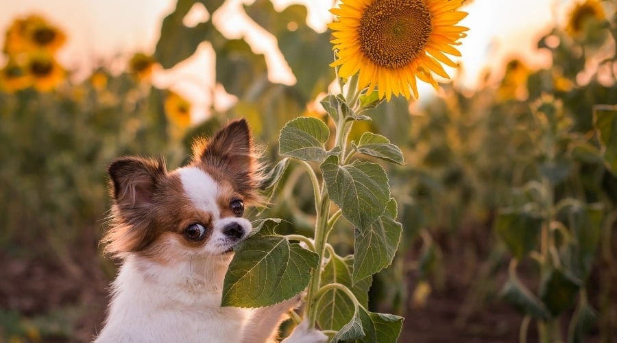 Small dog chewing on yellow flower plant.