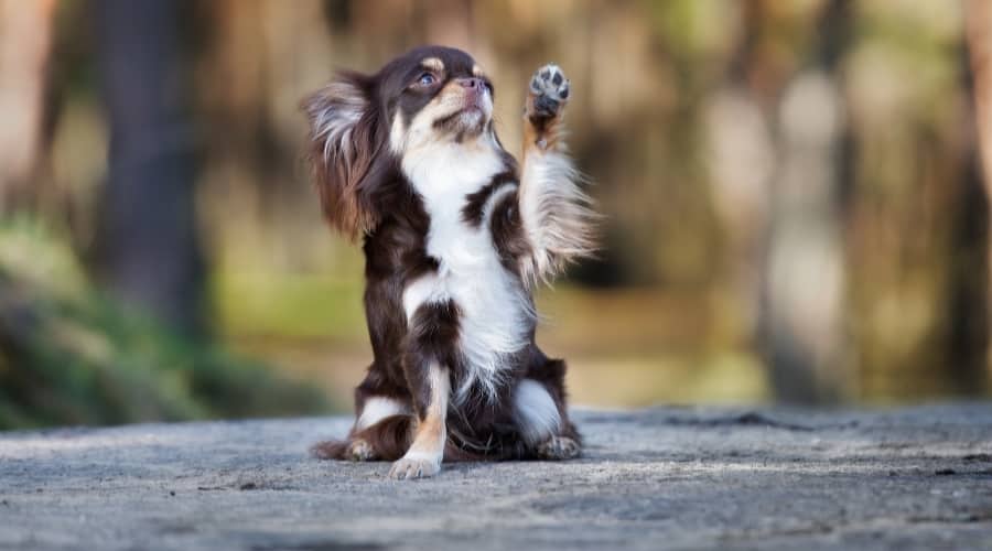 Small Chihuahua During Training