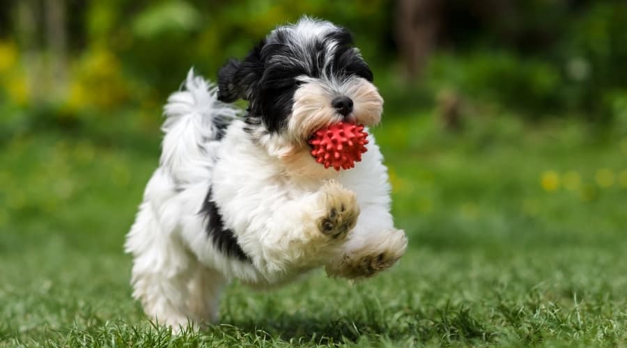 Small Dog Exercising in Grass