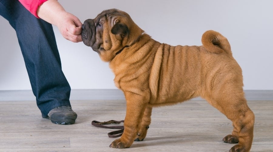 Small Dog Getting a Treat