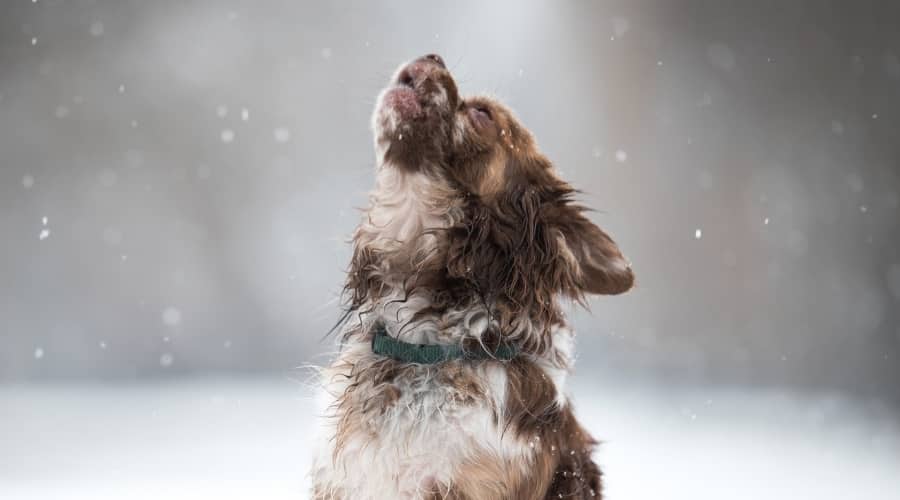Small Dog Howling in Snow at Siren