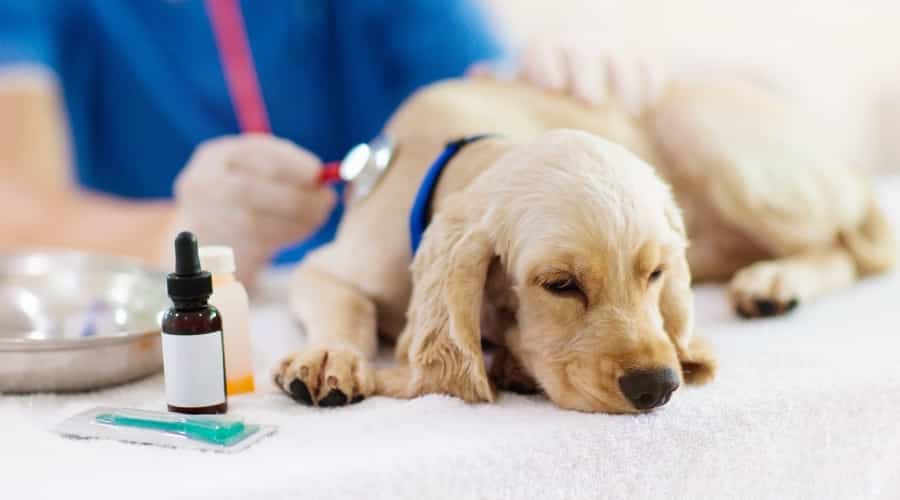 Small Dog Laying On Vets Table