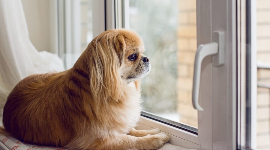 Small Dog Looking Out the Window