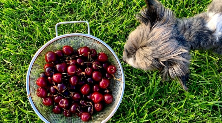 Small dog looking at bowl of cherries.