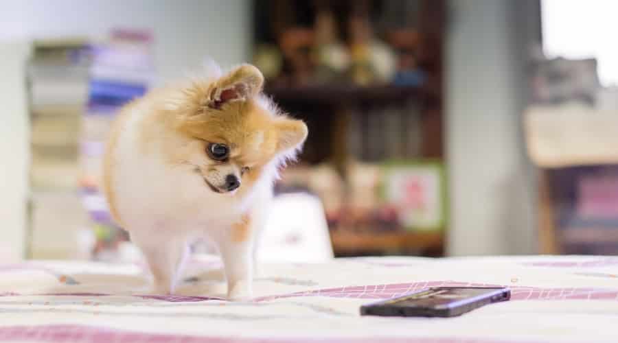 Small Dog Looking at a Mobile Device