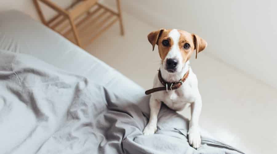 Small Dog Looking up at Camera