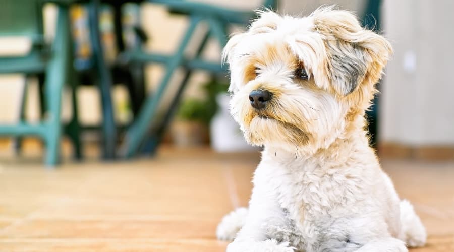 Small Dog Lounging Outdoors