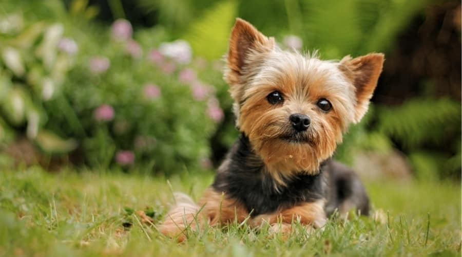 Small Dog Lounging in the Grass