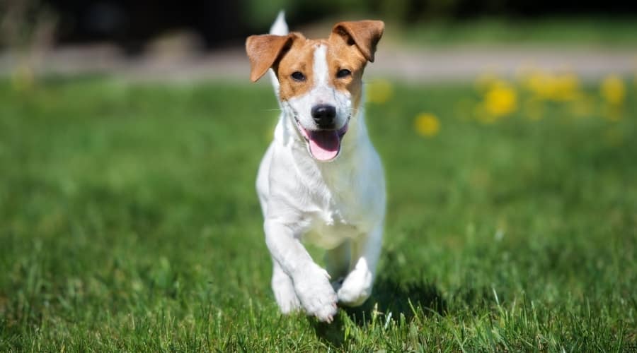 Small Dog Playing Alone in Grass