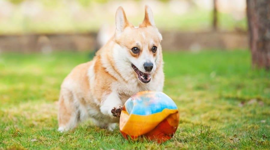 Small Dog Playing with Old Ball Outside