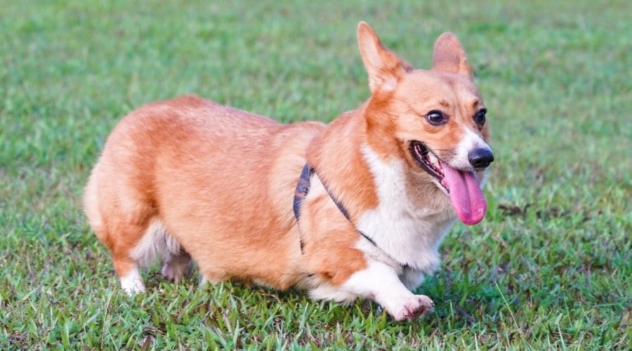 Small Dog Running Around Outside in Grass