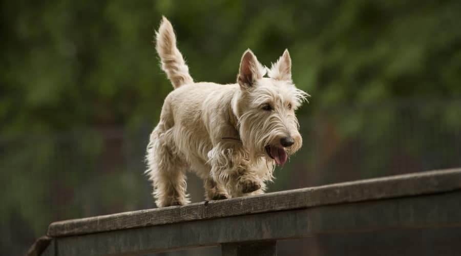 Small Dog Training on Walk