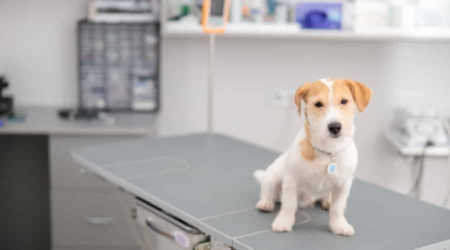 Small Dog Waiting at the Vet