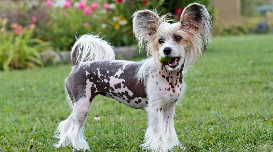 Small Dog With Fruit in its Mouth