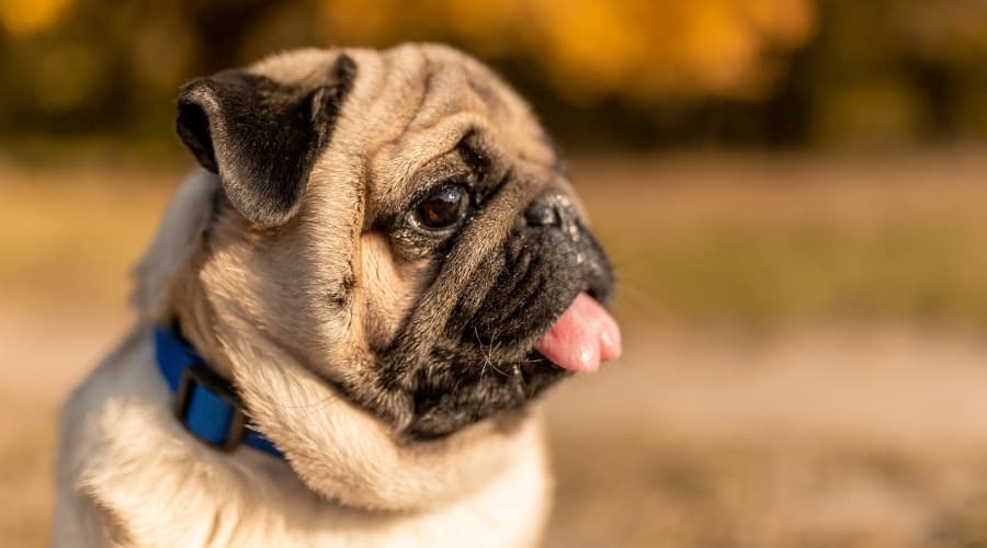Small Dog With Tongue Out