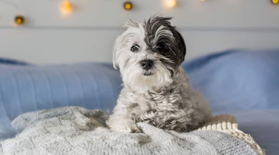 Small Dog in Bed