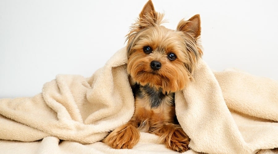 Small Dog in a Blanket