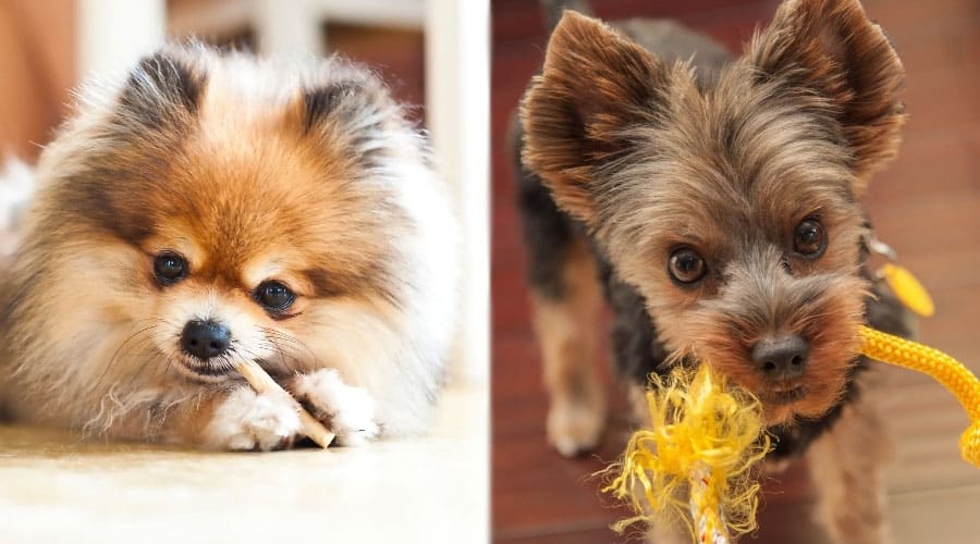 Small Dogs Chewing on Items