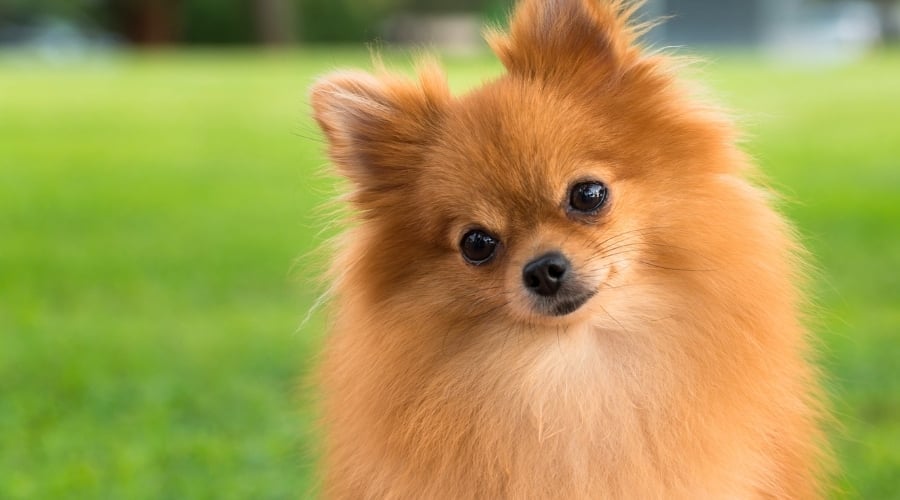 Small Dog's Face Outdoors