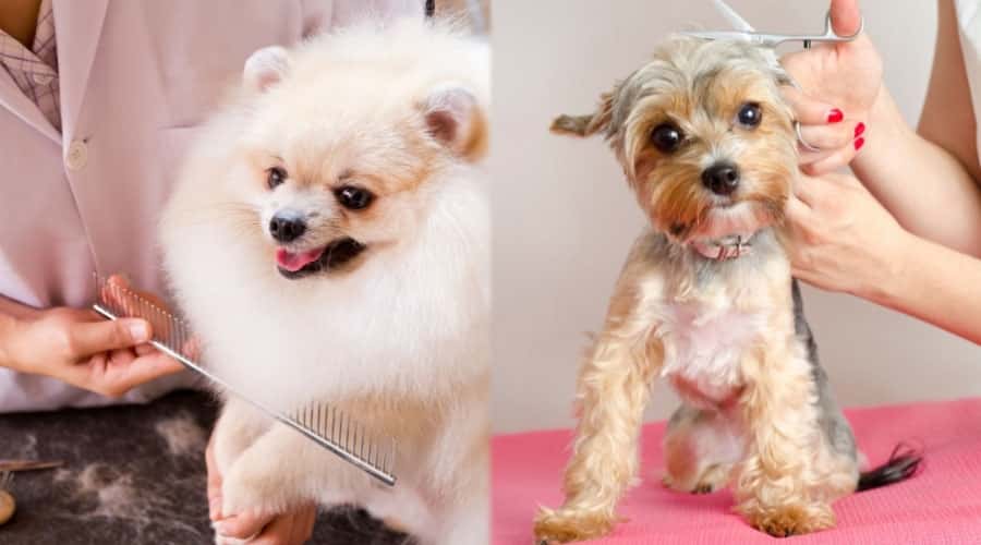 Small Dogs Getting Haircuts