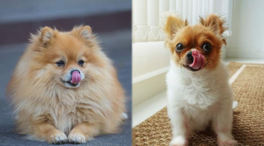 Small Dogs Licking Their Lips
