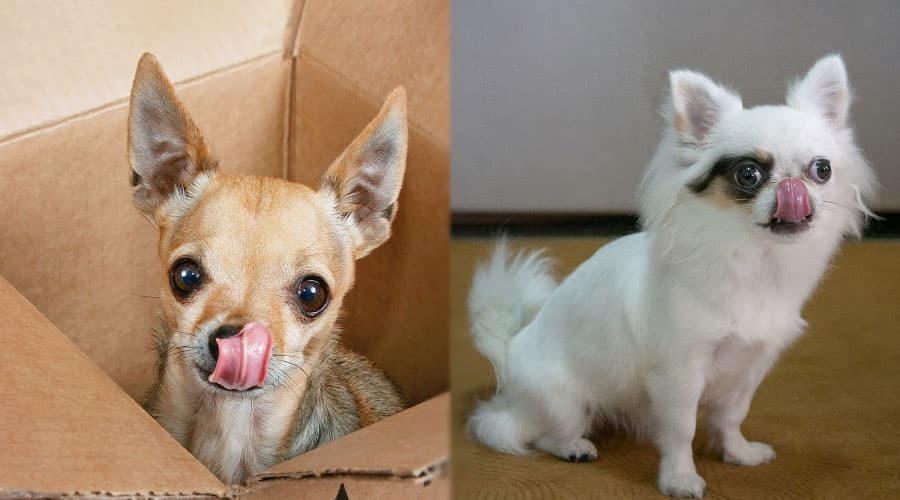 Small Dogs Licking Their Lips