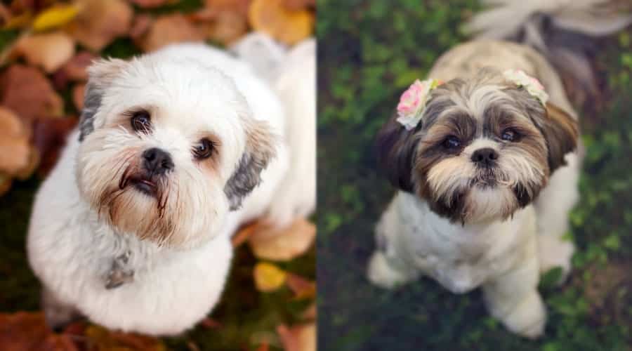 Small Dogs Looking Up