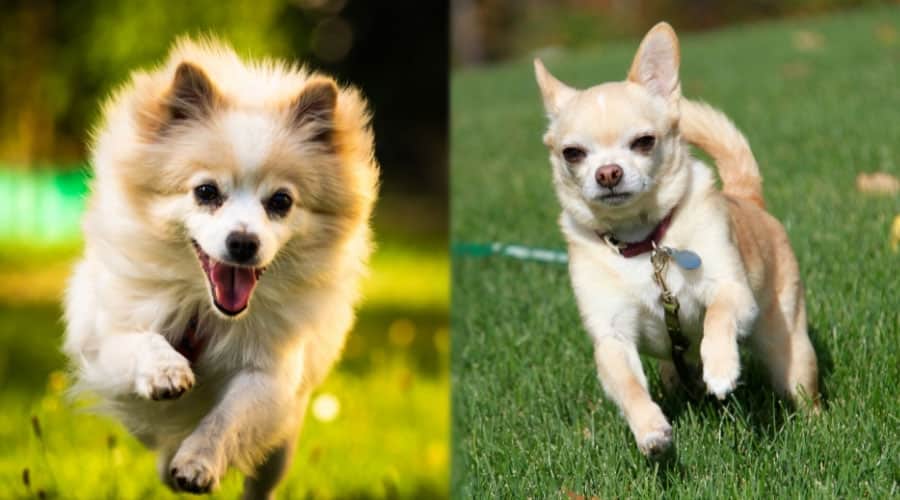Small Dogs Running Outdoors