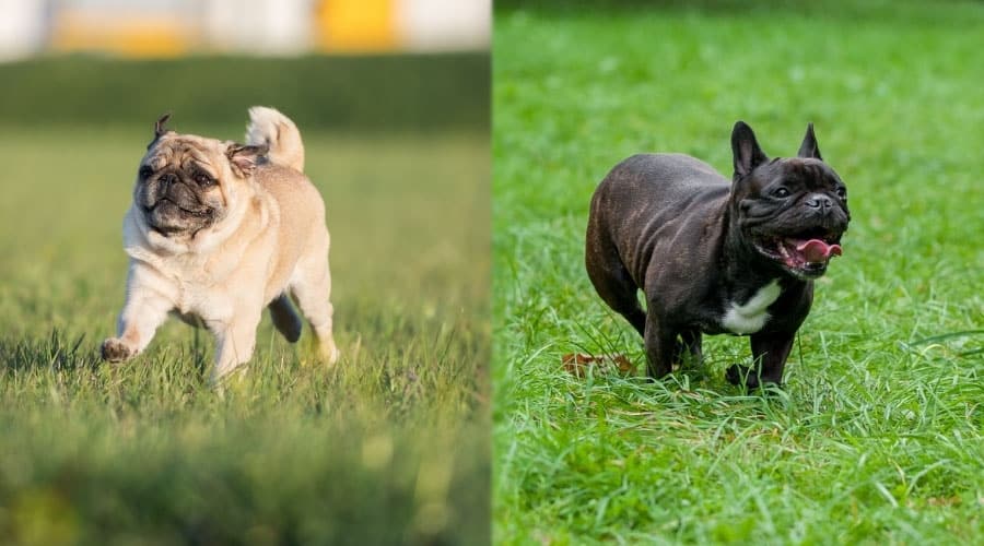 Small Dogs Running Outside