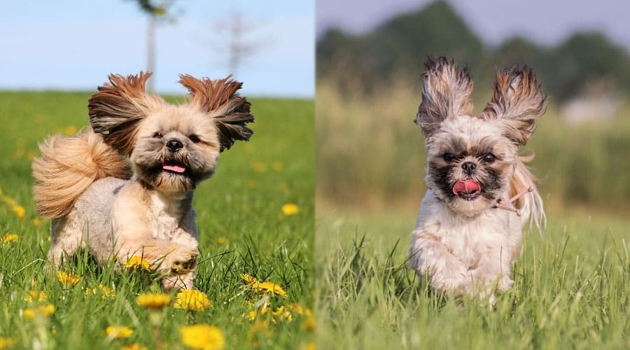 Small Dogs Running in Meadows
