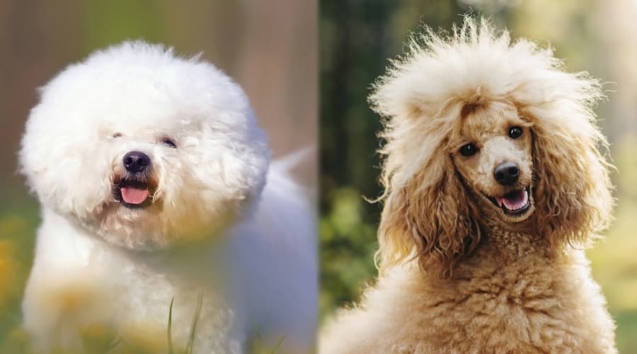 Small Dogs Sitting Outdoors in Grass