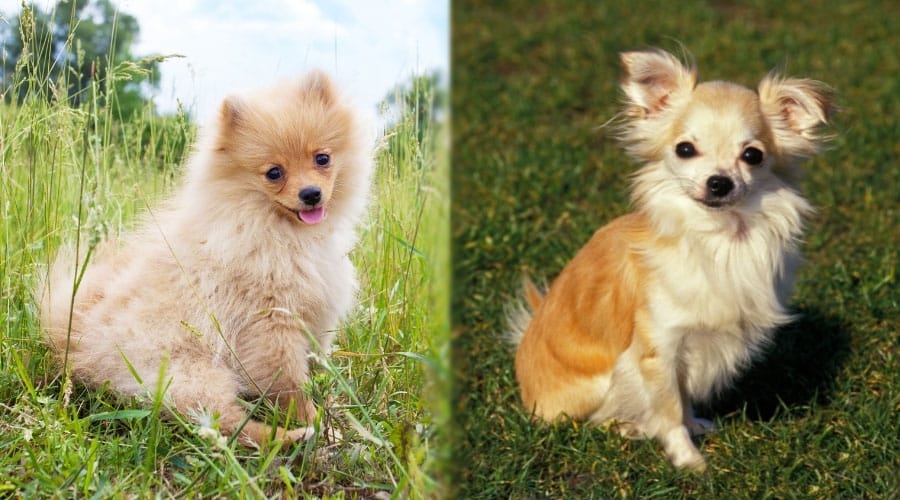 Small Dogs Sitting in Grass
