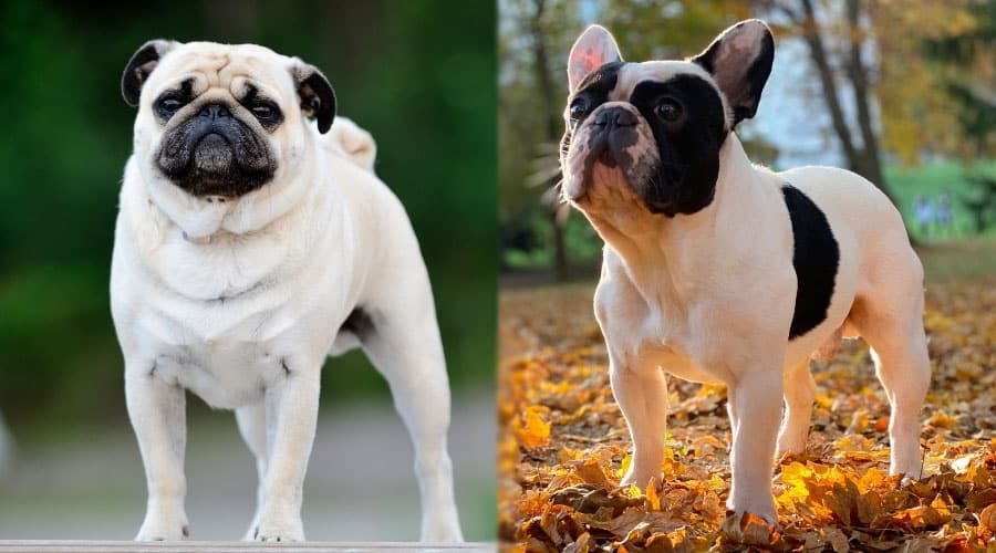 Small Dogs Standing Outdoors
