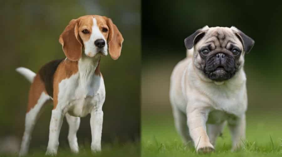 Small Dogs Standing in the Grass