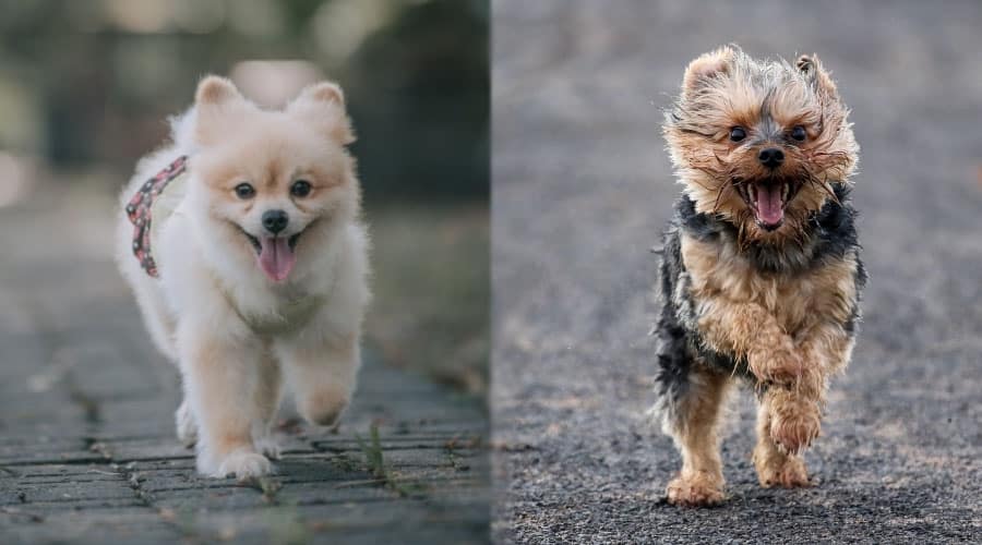 Small Dogs Walking on Roads